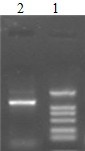 云南猪传染性胃肠炎病毒一步法RT-PCR诊断试剂盒说明书（20次） 绿都生物动物疫病PCR试剂盒 