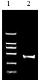 绿都猪蓝耳病一步法RT-PCR诊断试剂盒说明书（20次） 云南昆明动物疫病PCR荧光定量检测试剂盒 