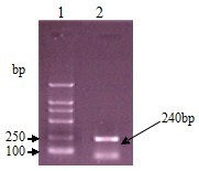 诺金猪流行性腹泻病毒一步法RT-PCR诊断试剂盒说明书（20次） 绿都生物动物疫病PCR试剂盒 