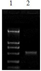绿都猪瘟一步法RT-PCR诊断试剂盒说明书（20次） 云南昆明动物疫病PCR荧光定量检测试剂盒 