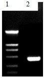 绿都猪细小病毒病PCR诊断试剂盒说明书（20次） 云南昆明动物疫病PCR荧光定量检测试剂盒 